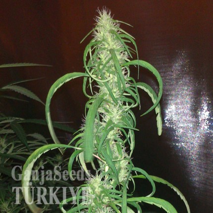 Auto Dr. Grinspoon feminised Ganja Seeds