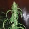 Trabzon’da  Auto Dr. Grinspoon feminised Ganja Seeds kenevir tohumu