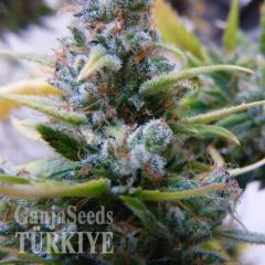 Auto Mix feminised Ganja Seeds