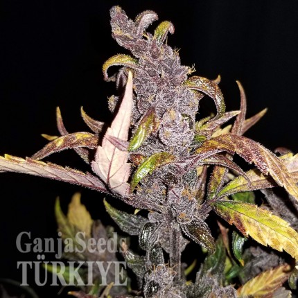 Auto Fastberry feminised Ganja Seeds