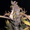 Trabzon’da  Auto Fastberry feminised Ganja Seeds kenevir tohumu