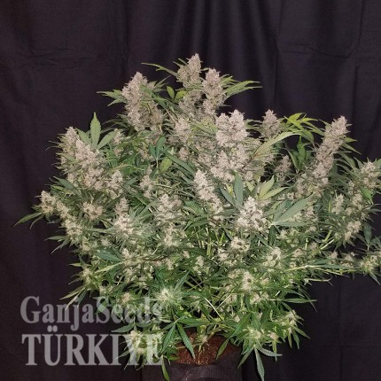 Auto Fastberry feminised Ganja Seeds