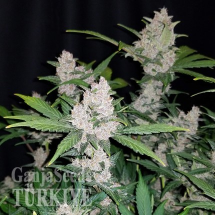 Auto Fastberry feminised Ganja Seeds