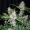 Auto Fastberry feminised Ganja Seeds Otomatik çiçeklenen dişileştirilmiş kenevir tohumu