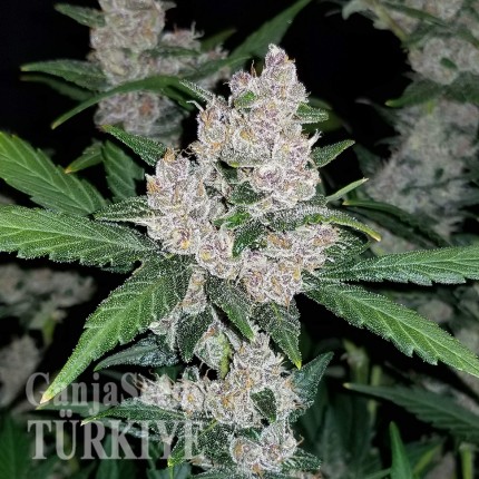 Auto Fastberry feminised Ganja Seeds