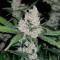 Auto Fastberry feminised Ganja Seeds Otomatik çiçeklenen kenevir tohumları