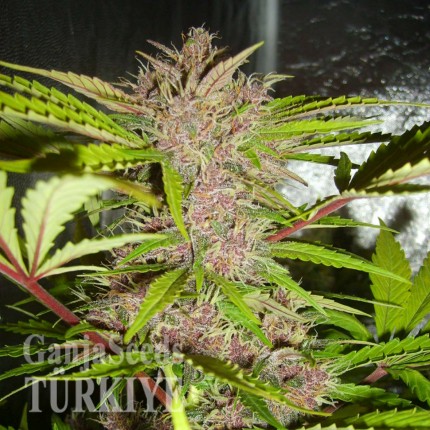 Auto Fastberry feminised Ganja Seeds