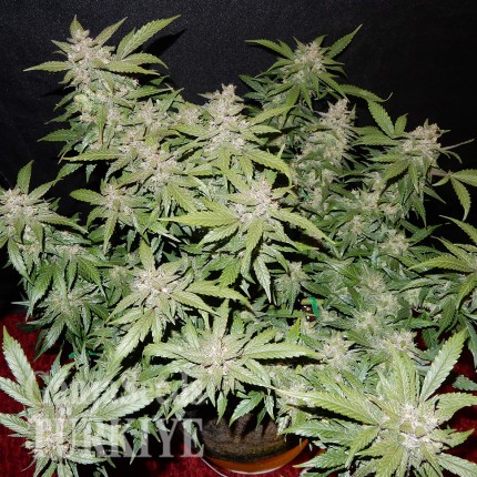 Auto Fastberry feminised Ganja Seeds