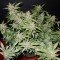 Auto Fastberry feminised Ganja Seeds Kenevir tohumları