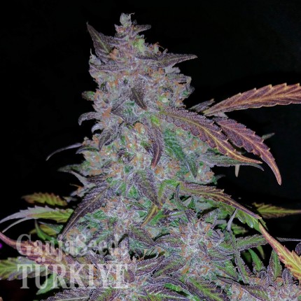 Auto Fastberry feminised Ganja Seeds