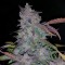 Auto Fastberry feminised Ganja Seeds Online kenevir tohumu