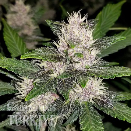 Auto Fastberry feminised Ganja Seeds