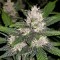 Auto Fastberry feminised Ganja Seeds Eve teslim kenevir tohumları