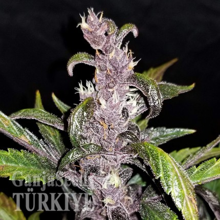 Auto Fastberry feminised Ganja Seeds