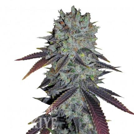 Auto Fastberry feminised Ganja Seeds