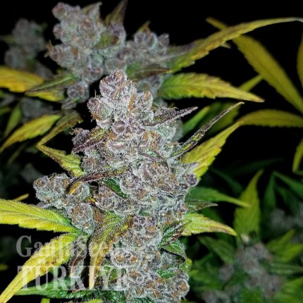 Auto Fastberry feminised Ganja Seeds