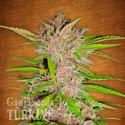 Auto Fastberry feminised Ganja Seeds