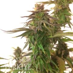 Auto Magnesia Haze feminised Ganja Seeds