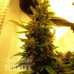 Auto Great White feminised Ganja Seeds