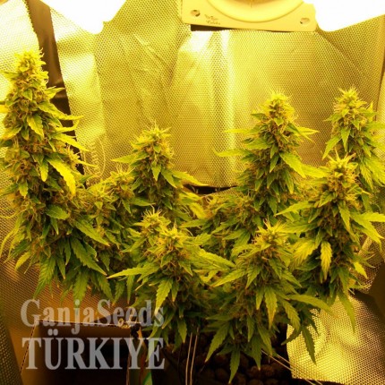 Auto Great White feminised Ganja Seeds