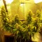 Auto Great White feminised Ganja Seeds Ucuz kenevir tohumu fiyatları