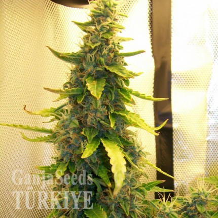 Auto Great White feminised Ganja Seeds