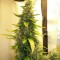 Auto Great White feminised Ganja Seeds Yüksek verimli kenevir tohumları