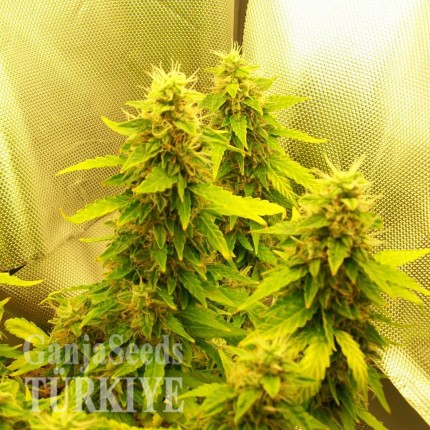 Auto Great White feminised Ganja Seeds