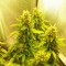 Auto Great White feminised Ganja Seeds Kenevir kültürü tohumları