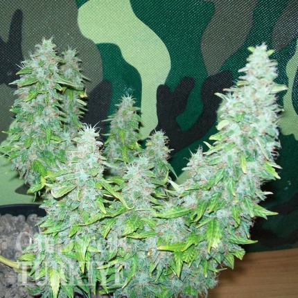 Auto Great White feminised Ganja Seeds