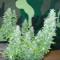 Auto Great White feminised Ganja Seeds Orijinal ambalajda kenevir tohumları