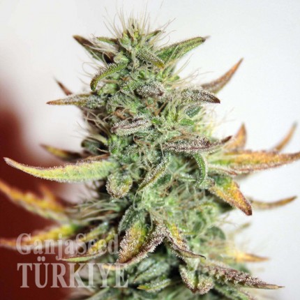 Auto Great White feminised Ganja Seeds