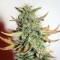 Auto Great White feminised Ganja Seeds Güçlü kenevir tohumları