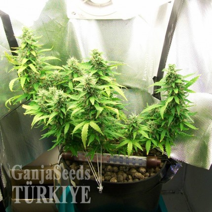 Auto Great White feminised Ganja Seeds