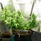 Auto Great White feminised Ganja Seeds Acemiler için kenevir tohumları