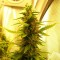 Auto Great White feminised Ganja Seeds Tıbbi sınıf kenevir çeşidi tohumları