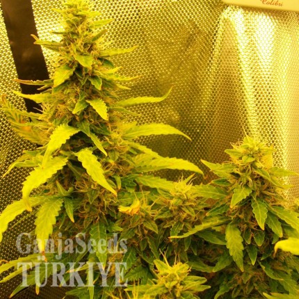 Auto Great White feminised Ganja Seeds