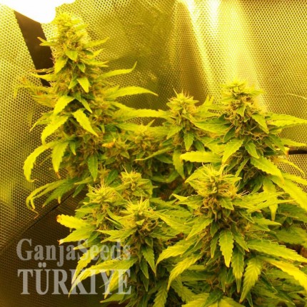 Auto Great White feminised Ganja Seeds