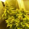 Auto Great White feminised Ganja Seeds Otoçiçeklenen kenevir tohumları