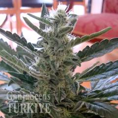 Auto Moby Dick feminised Ganja Seeds