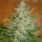 Auto Moby Dick feminised Ganja Seeds