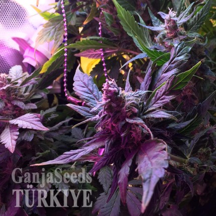 Auto Himalaya Blue Diesel feminised Ganja Seeds