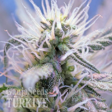 Auto Himalaya Blue Diesel feminised Ganja Seeds