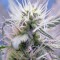 Auto Himalaya Blue Diesel feminised Ganja Seeds Kenevir tohumları internet mağazası