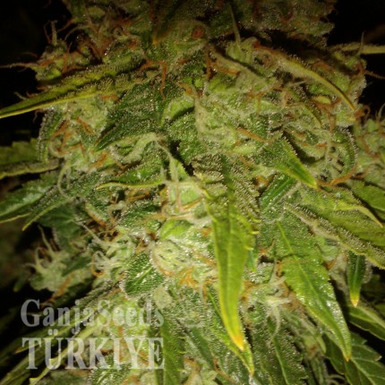 Auto Himalaya Blue Diesel feminised Ganja Seeds