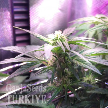 Auto Himalaya Blue Diesel feminised Ganja Seeds