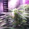 İstanbul’da  Auto Himalaya Blue Diesel feminised Ganja Seeds kenevir tohumu