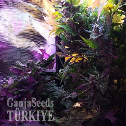 Auto Himalaya Blue Diesel feminised Ganja Seeds