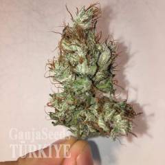 Auto Jack x White Widow feminised Ganja Seeds