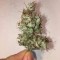 Ankara’da  Auto Jack x White Widow feminised Ganja Seeds kenevir tohumu